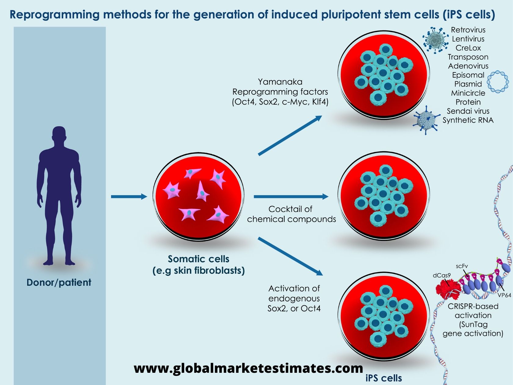 Where is the Global Induced Pluripotent Stem Cell Market headed for?